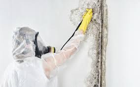 Trusted Farmington, IL Mold Removal Experts